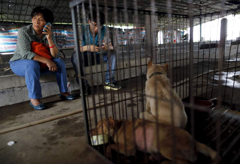 Chinesa viajou 2.400 kms e pagou quase 4 mil reais para salvar 100 cães que iam ser comidos 05