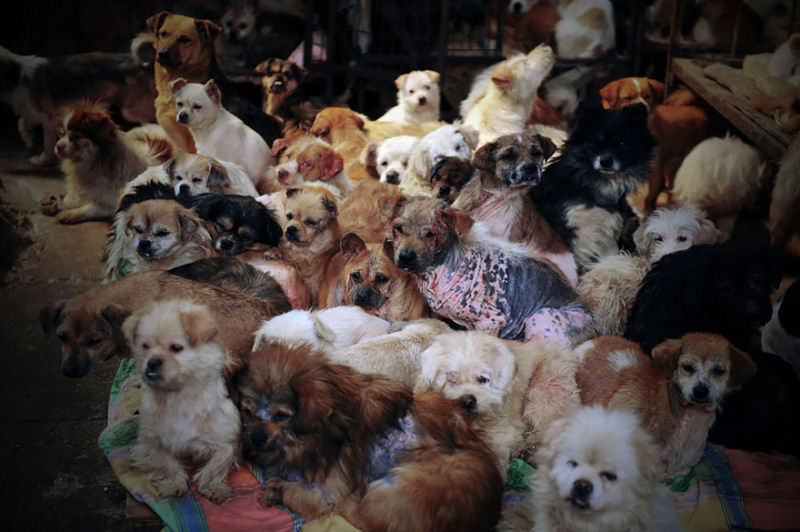 Chinesa viajou 2.400 kms e pagou quase 4 mil reais para salvar 100 cães que iam ser comidos 06