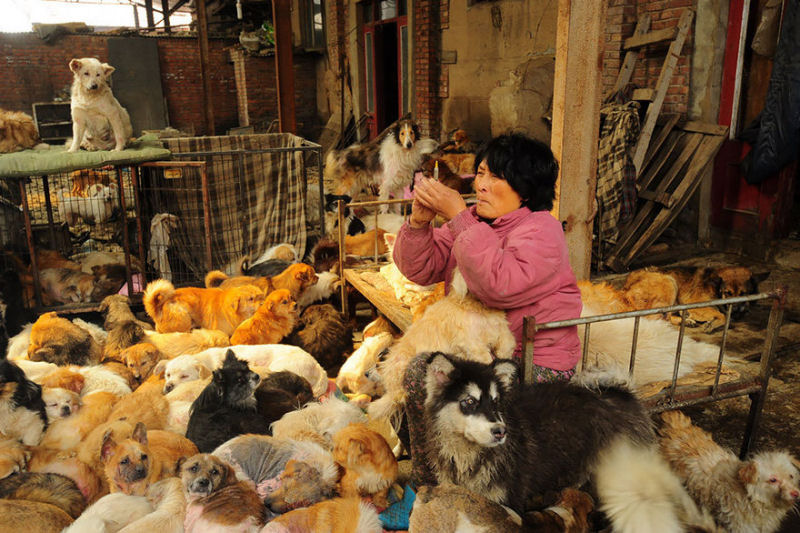 Chinesa viajou 2.400 kms e pagou quase 4 mil reais para salvar 100 cães que iam ser comidos 07