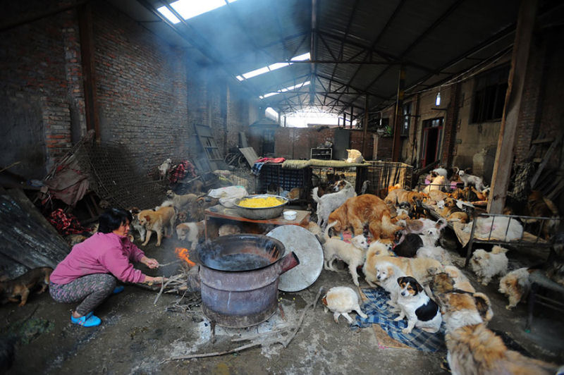 Chinesa viajou 2.400 kms e pagou quase 4 mil reais para salvar 100 cães que iam ser comidos 09