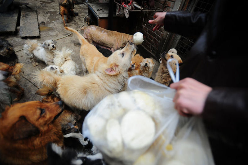 Chinesa viajou 2.400 kms e pagou quase 4 mil reais para salvar 100 cães que iam ser comidos 12