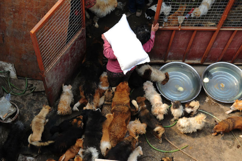 Chinesa viajou 2.400 kms e pagou quase 4 mil reais para salvar 100 cães que iam ser comidos 13