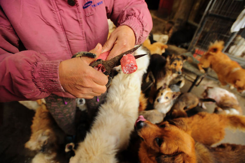 Chinesa viajou 2.400 kms e pagou quase 4 mil reais para salvar 100 cães que iam ser comidos 16