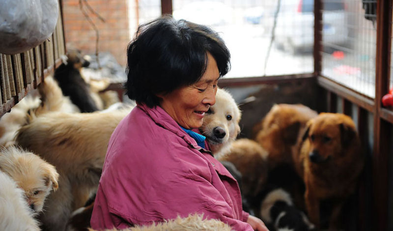 Chinesa viajou 2.400 kms e pagou quase 4 mil reais para salvar 100 cães que iam ser comidos 17