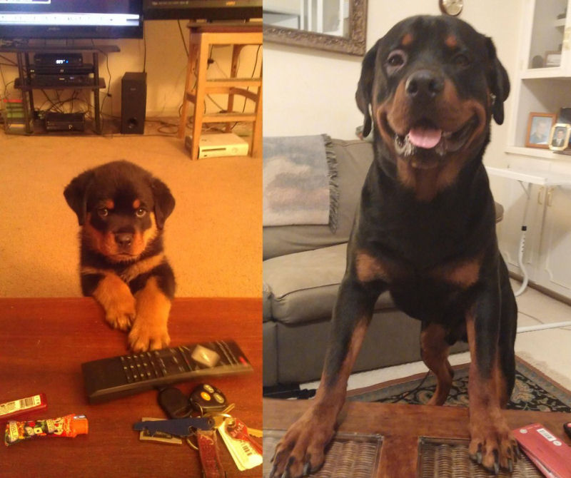 23 fotos de antes e depois de filhotes adoráveis que se tornaram amados cães 01