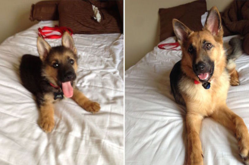 23 fotos de antes e depois de filhotes adoráveis que se tornaram amados cães 02