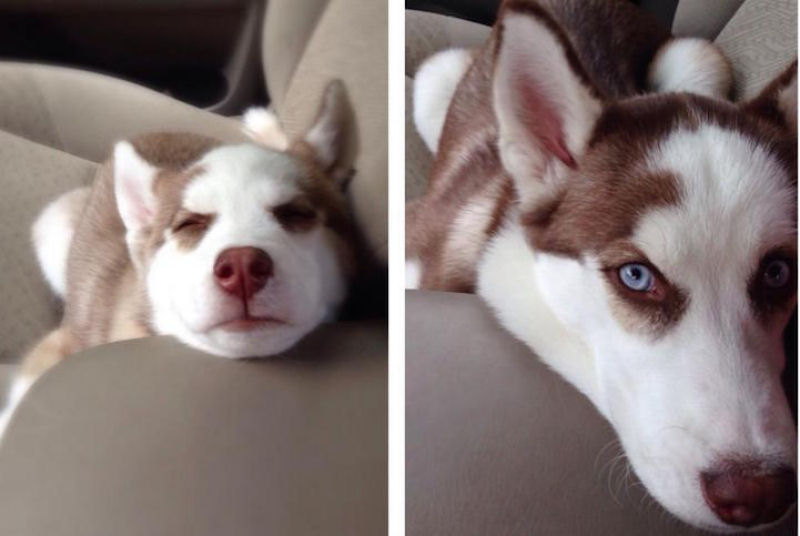 23 fotos de antes e depois de filhotes adoráveis que se tornaram amados cães 04