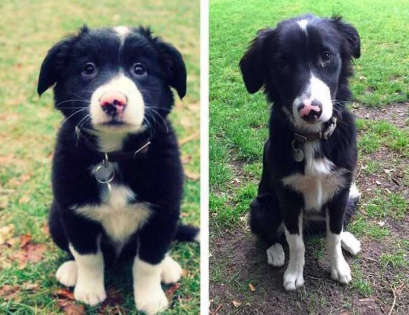 23 fotos de antes e depois de filhotes adoráveis que se tornaram amados cães 05