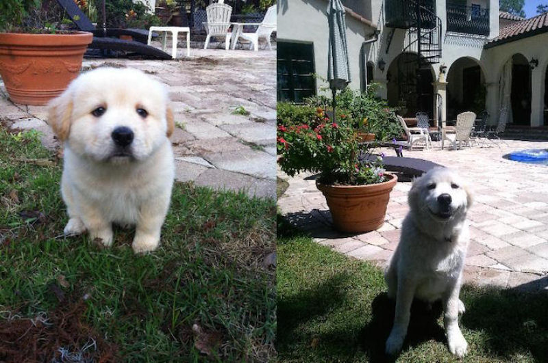 23 fotos de antes e depois de filhotes adoráveis que se tornaram amados cães 06