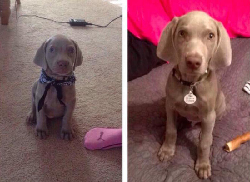 23 fotos de antes e depois de filhotes adoráveis que se tornaram amados cães 07