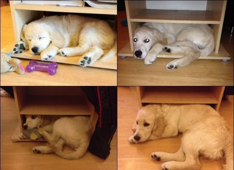 23 fotos de antes e depois de filhotes adoráveis que se tornaram amados cães 08