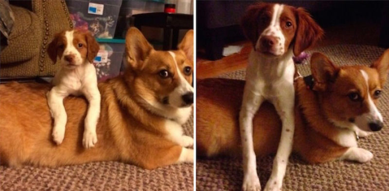 23 fotos de antes e depois de filhotes adoráveis que se tornaram amados cães 09