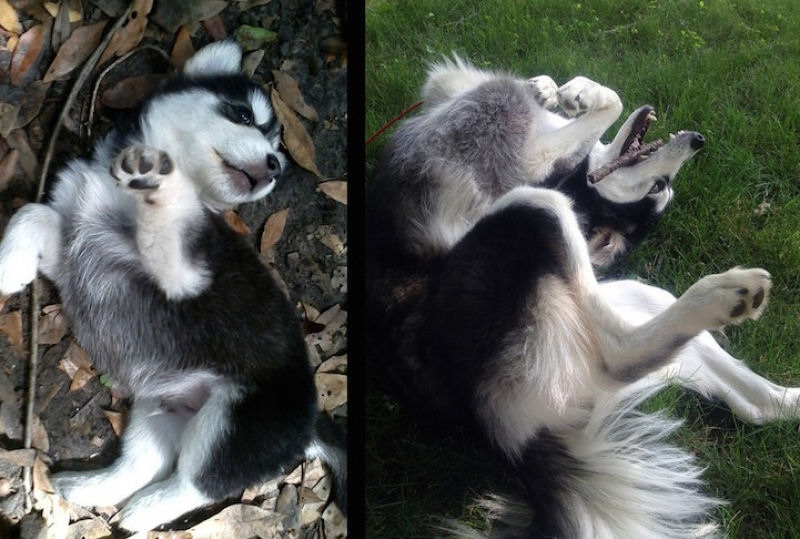 23 fotos de antes e depois de filhotes adoráveis que se tornaram amados cães 10
