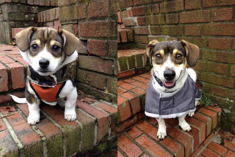 23 fotos de antes e depois de filhotes adoráveis que se tornaram amados cães 12