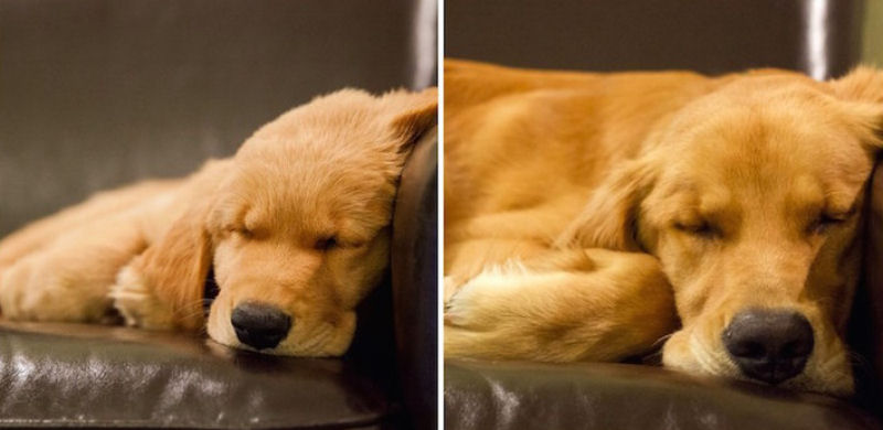 23 fotos de antes e depois de filhotes adoráveis que se tornaram amados cães 13