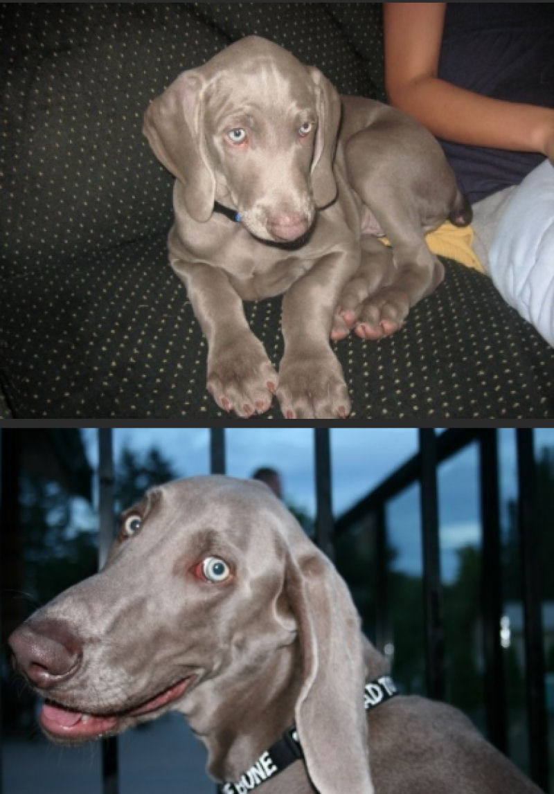23 fotos de antes e depois de filhotes adoráveis que se tornaram amados cães 14