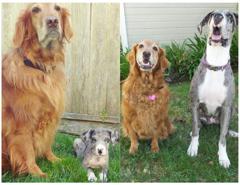 23 fotos de antes e depois de filhotes adoráveis que se tornaram amados cães 15