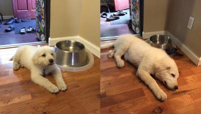 23 fotos de antes e depois de filhotes adoráveis que se tornaram amados cães 16