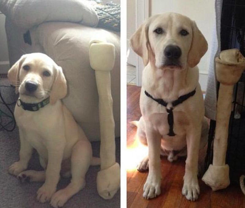 23 fotos de antes e depois de filhotes adoráveis que se tornaram amados cães 17