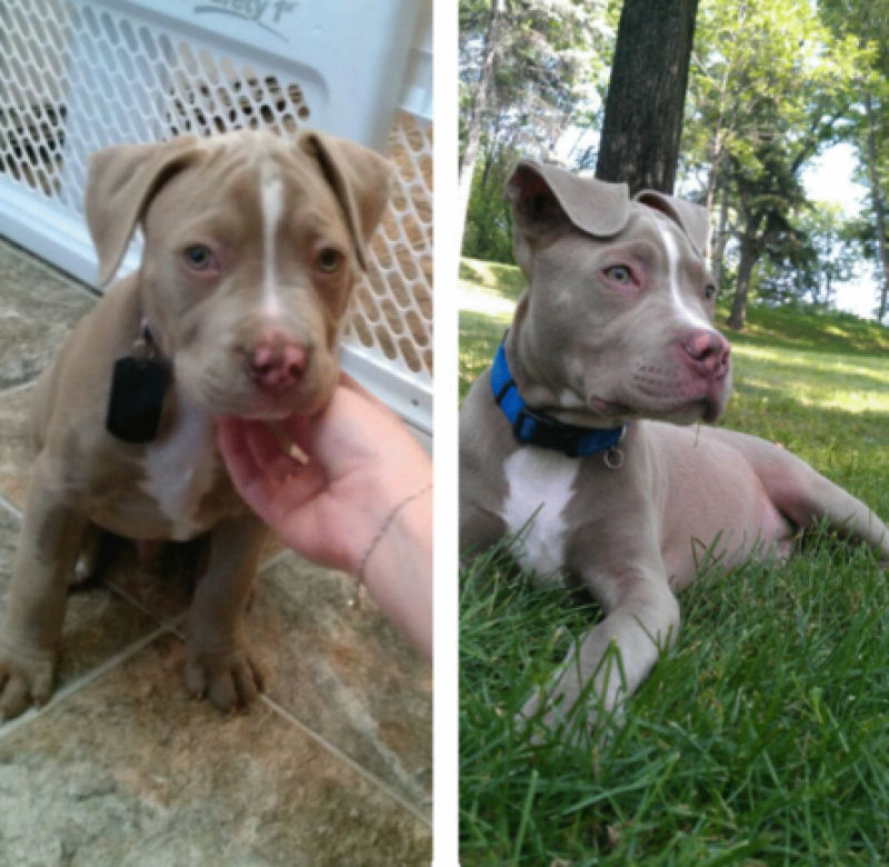 23 fotos de antes e depois de filhotes adoráveis que se tornaram amados cães 18