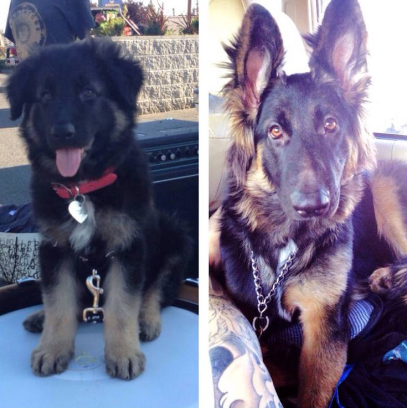 23 fotos de antes e depois de filhotes adoráveis que se tornaram amados cães 20