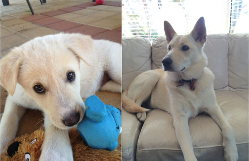 23 fotos de antes e depois de filhotes adoráveis que se tornaram amados cães 21