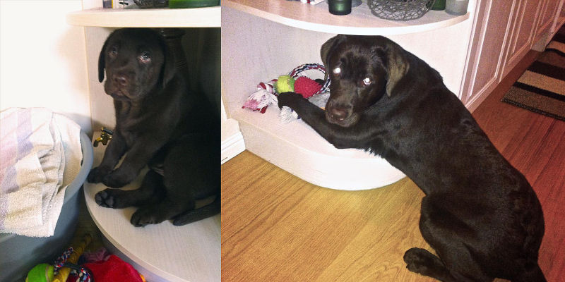 23 fotos de antes e depois de filhotes adoráveis que se tornaram amados cães 22