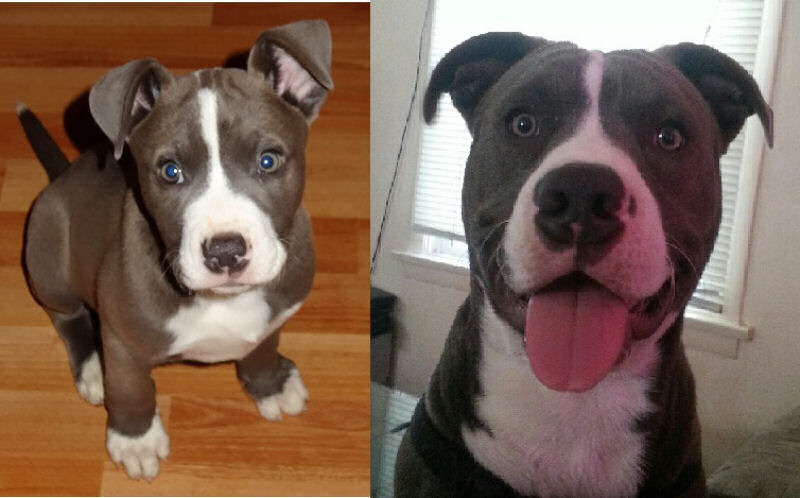 23 fotos de antes e depois de filhotes adoráveis que se tornaram amados cães 23