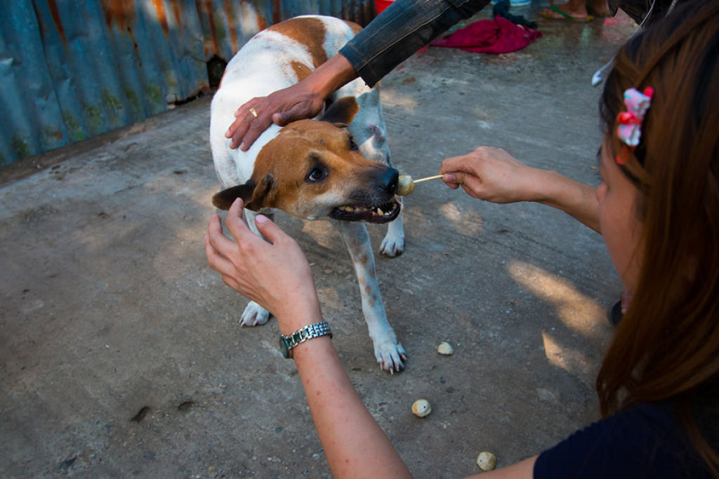 Conheça a comovente história da jovem que sacrificou tudo para salvar os cães de rua da Birmânia 06