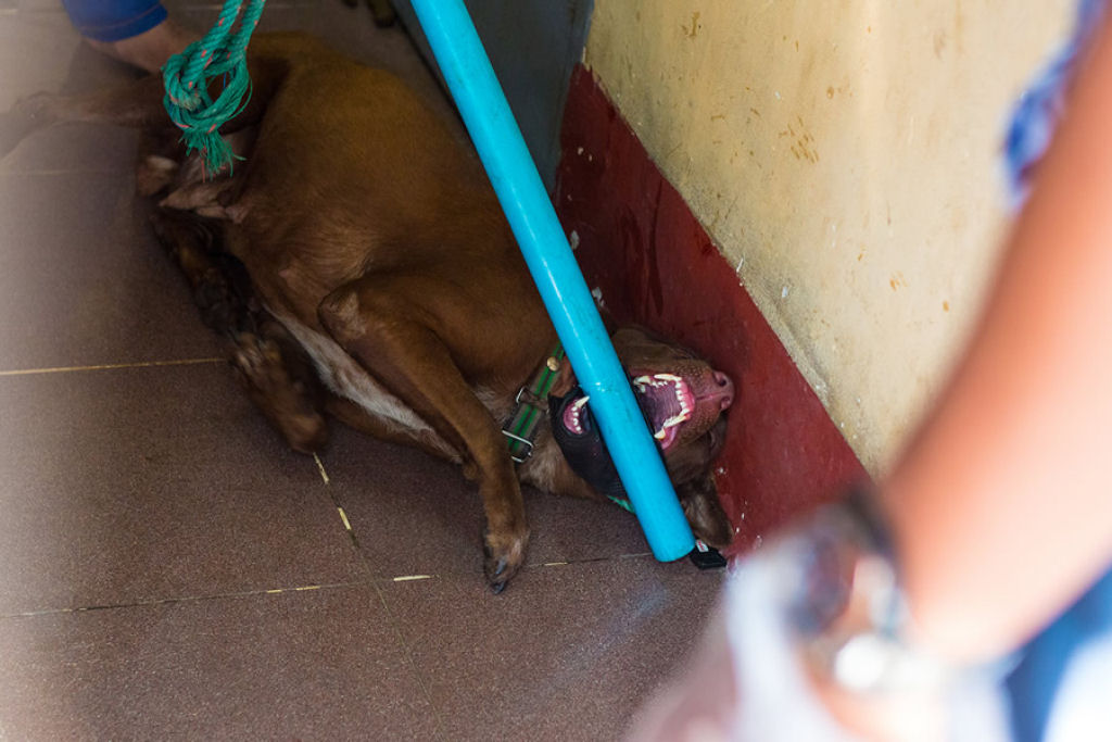 Conheça a comovente história da jovem que sacrificou tudo para salvar os cães de rua da Birmânia 07