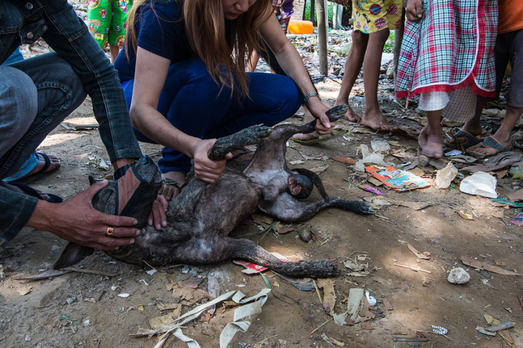 Conheça a comovente história da jovem que sacrificou tudo para salvar os cães de rua da Birmânia 08