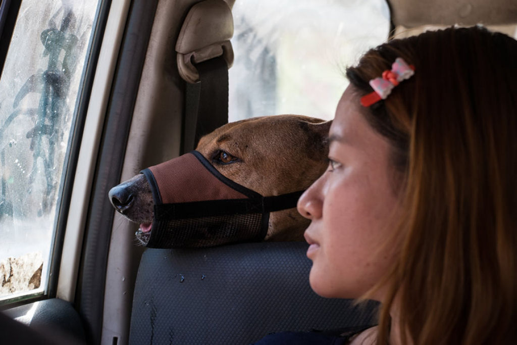 Conheça a comovente história da jovem que sacrificou tudo para salvar os cães de rua da Birmânia 09