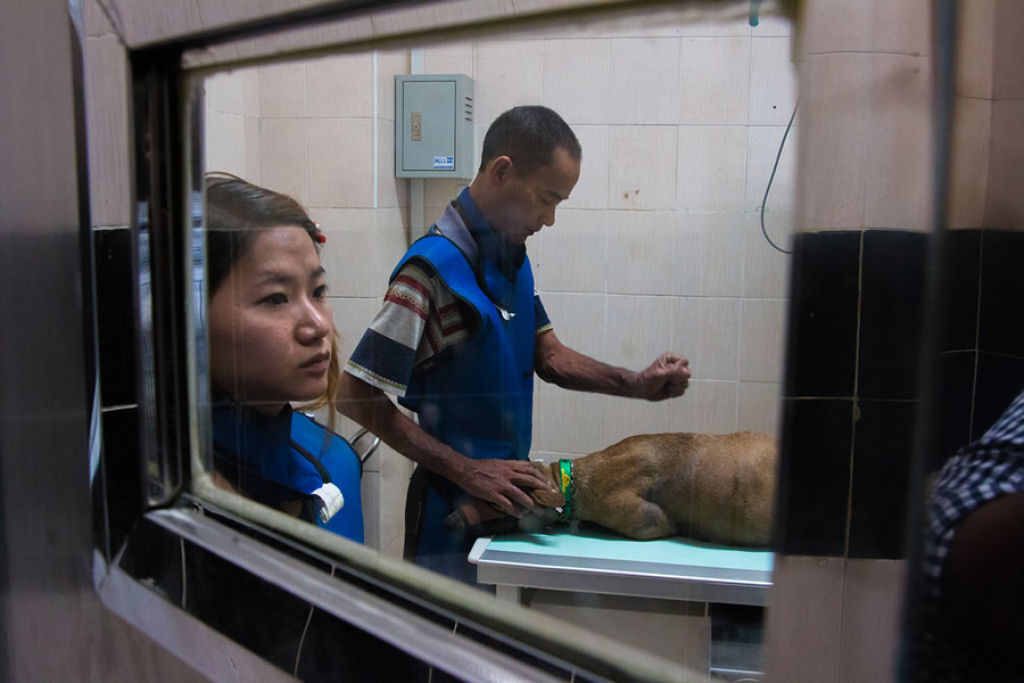 Conheça a comovente história da jovem que sacrificou tudo para salvar os cães de rua da Birmânia 11
