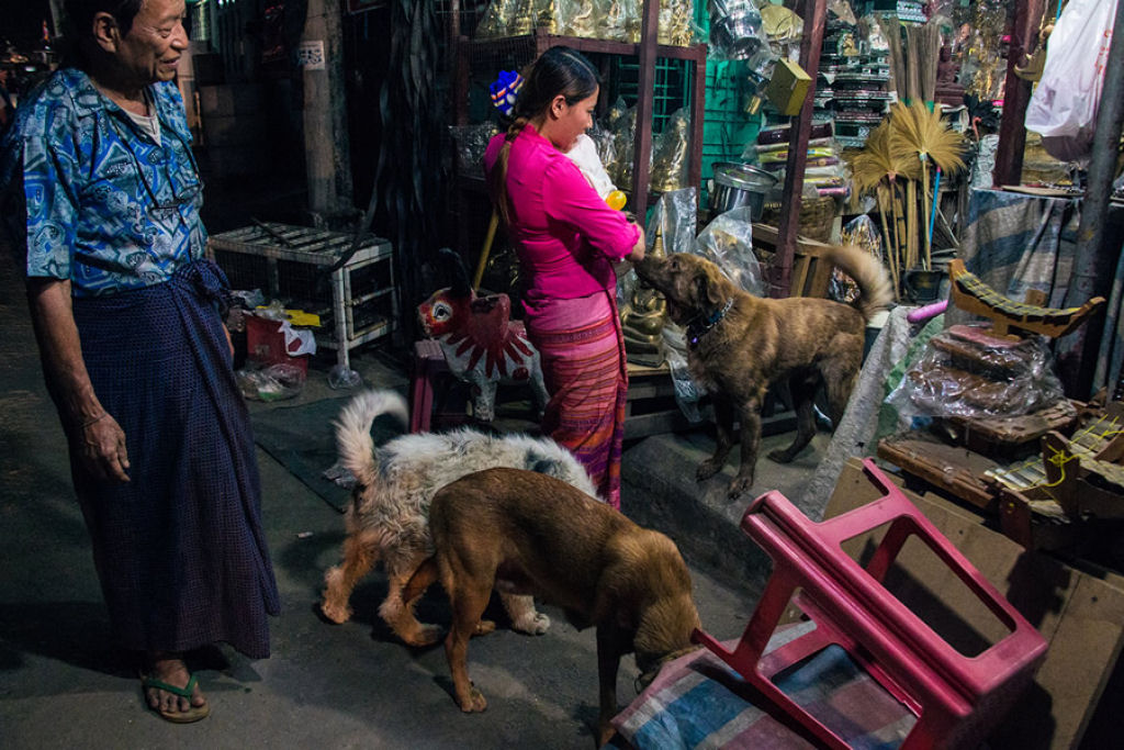 Conheça a comovente história da jovem que sacrificou tudo para salvar os cães de rua da Birmânia 14