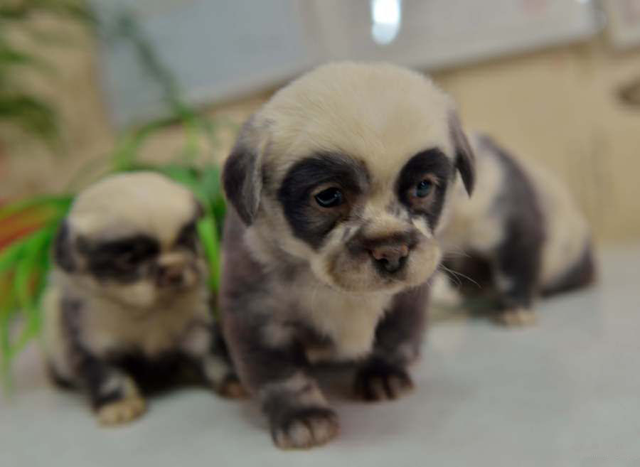 Estes adorveis filhotes de cachorro parecem miniaturas de pandas 01