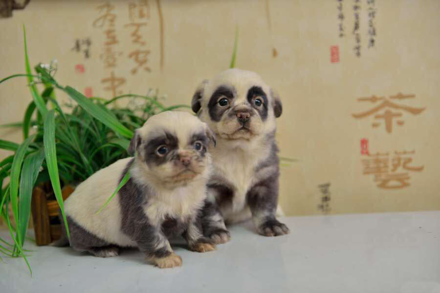 Estes adorveis filhotes de cachorro parecem miniaturas de pandas 02