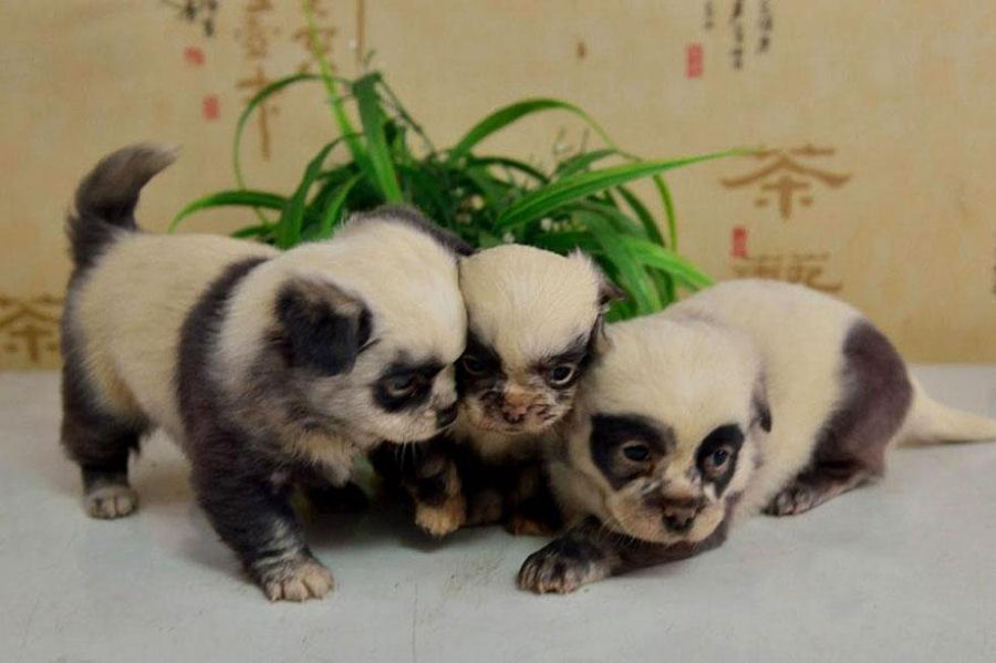 Estes adorveis filhotes de cachorro parecem miniaturas de pandas 04