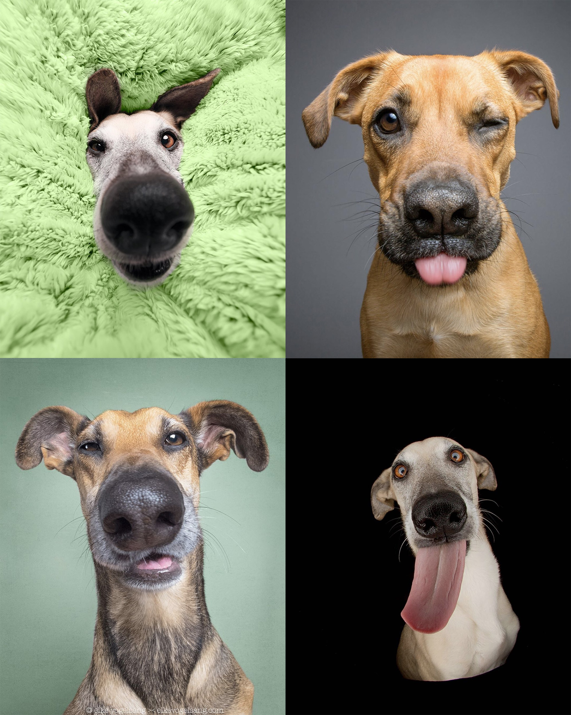 Os retratos engraçados que revelam as emoções fugazes dos cães 04