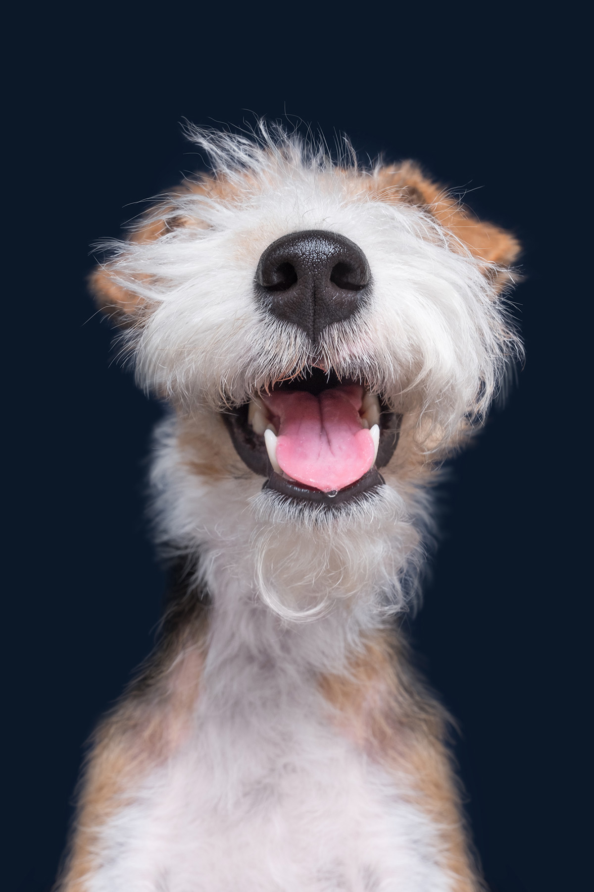 Os retratos engraçados que revelam as emoções fugazes dos cães 06