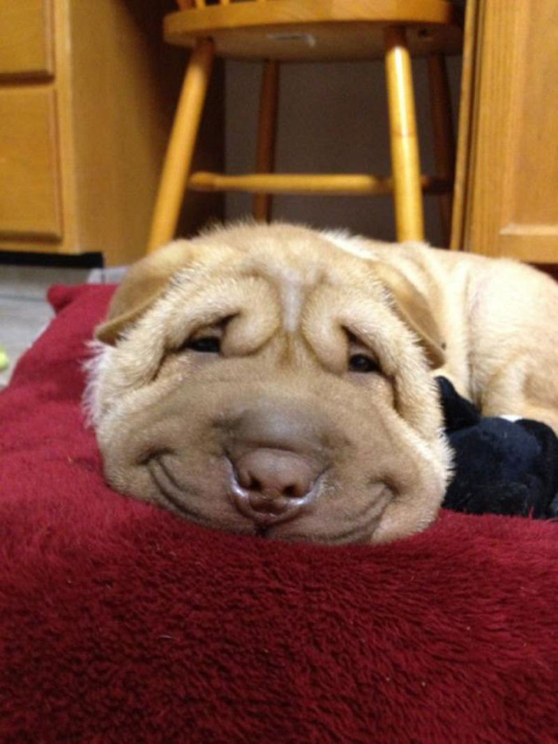 25 cães felizes mostrando seu melhor sorriso 02