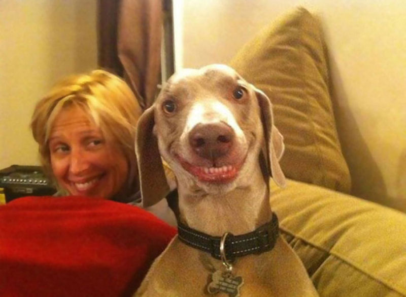 25 cães felizes mostrando seu melhor sorriso 06