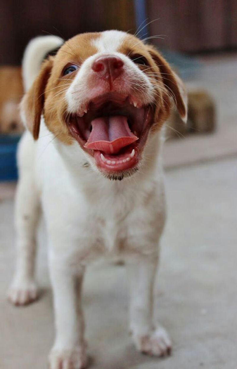 25 cães felizes mostrando seu melhor sorriso 10