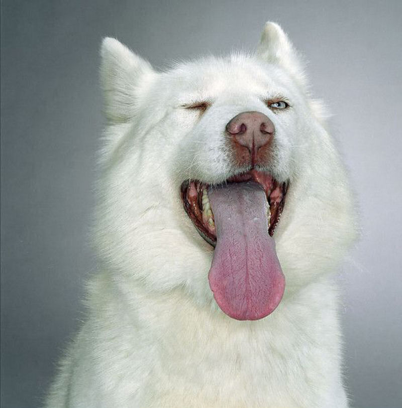 25 cães felizes mostrando seu melhor sorriso 16