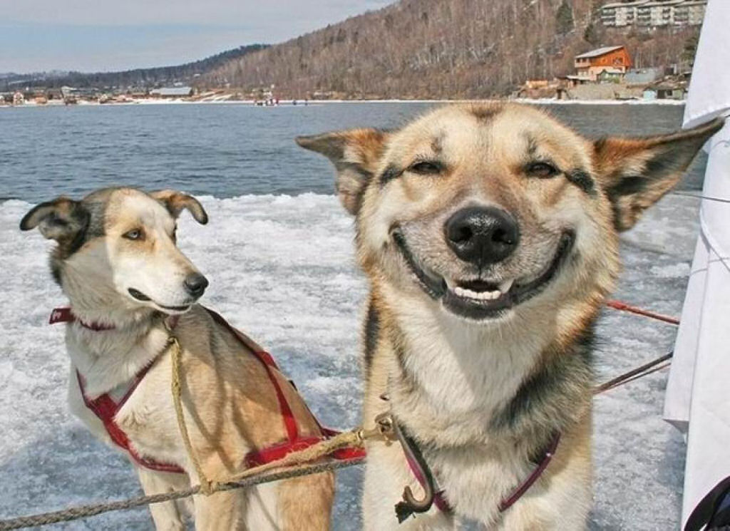 25 cães felizes mostrando seu melhor sorriso 18