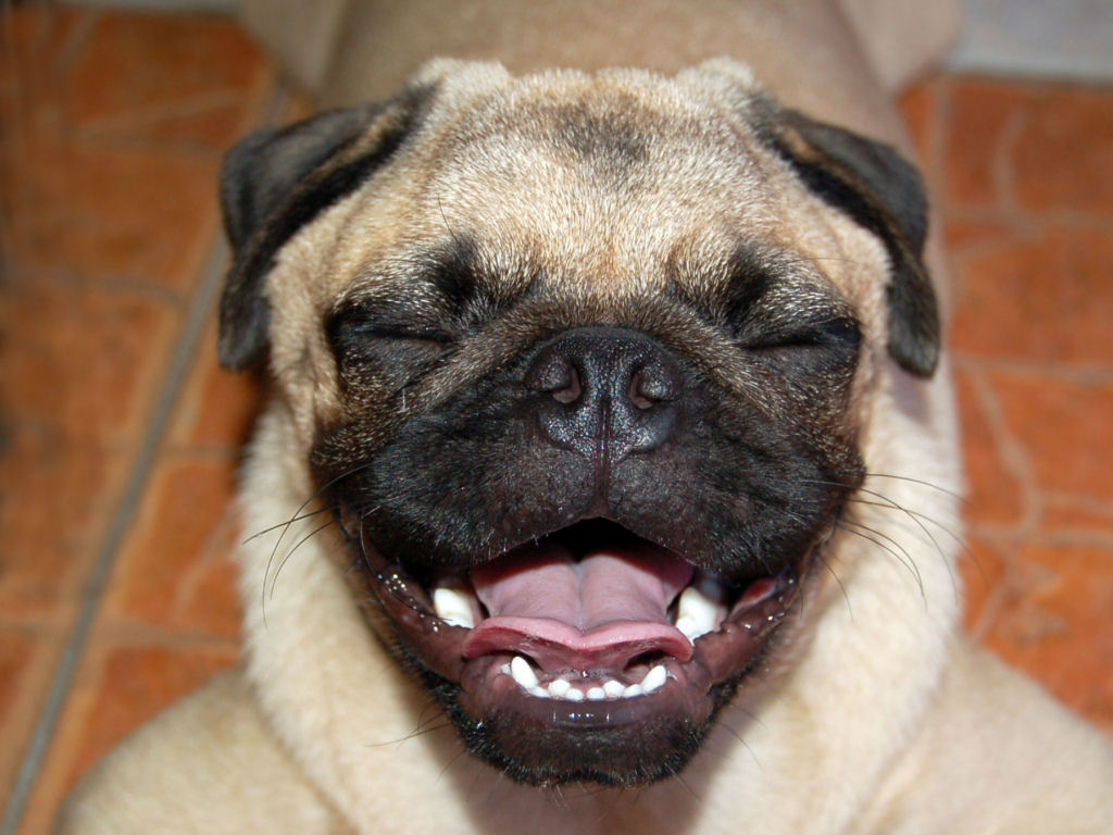 25 cães felizes mostrando seu melhor sorriso 19