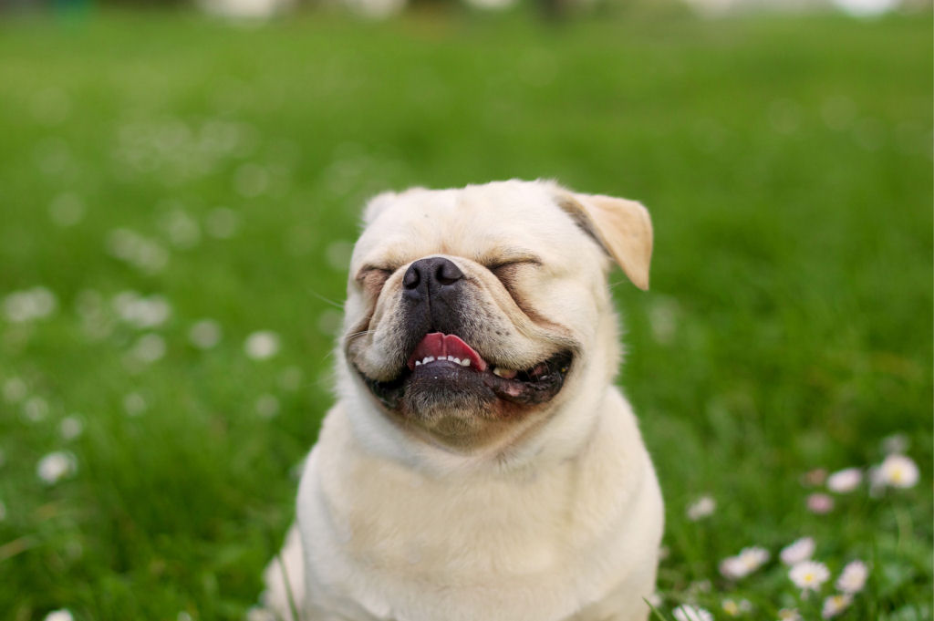 25 cães felizes mostrando seu melhor sorriso 20