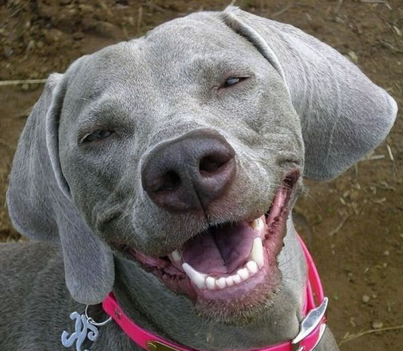 25 cães felizes mostrando seu melhor sorriso 22