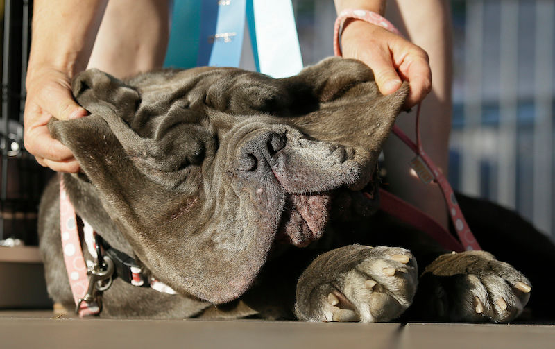 Apresentamos Martha, a ganhadora do concurso de cães mais feios do mundo 01