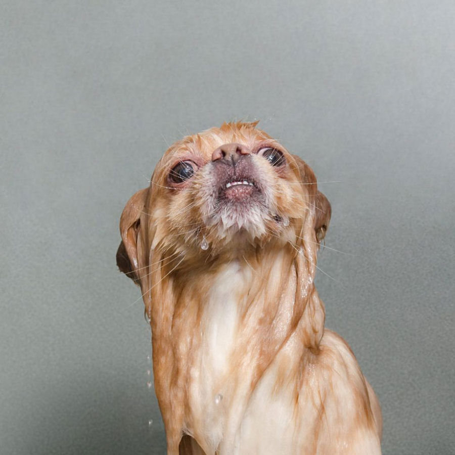 Retratos engraçados de cães molhados por Sophie Gamand 02