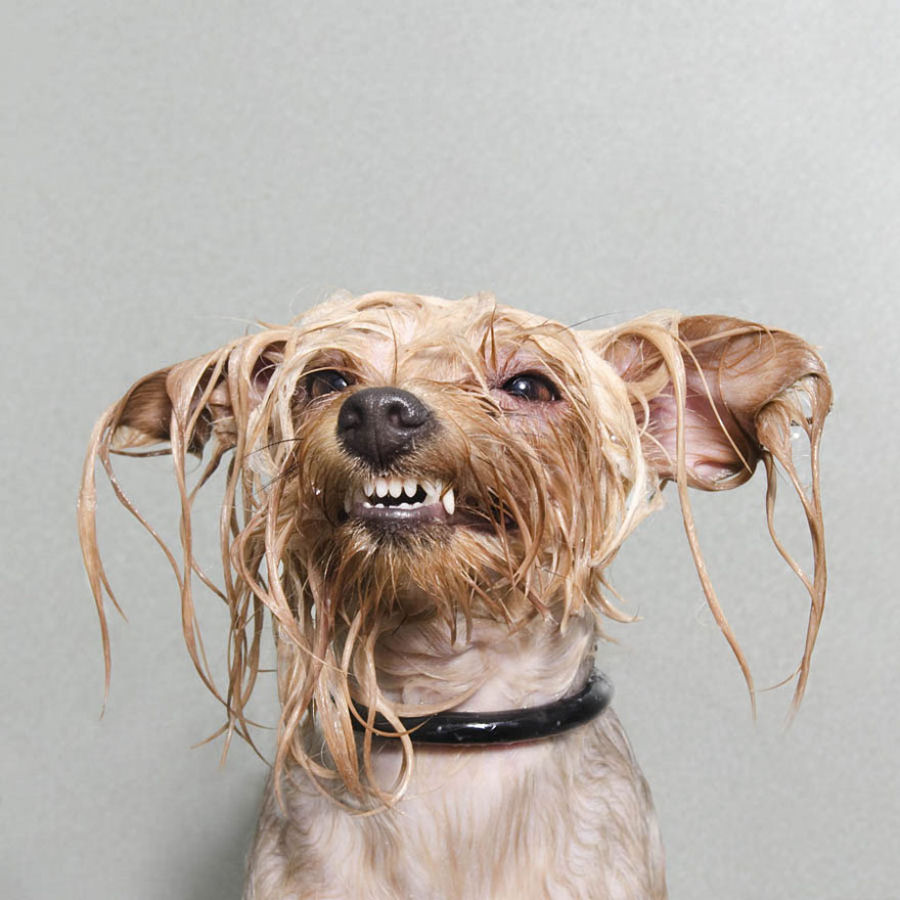 Retratos engraçados de cães molhados por Sophie Gamand 03